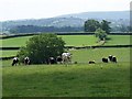 Footpath near Stalbridge