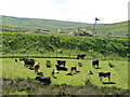 NX1670 : Cattle at railway line by Billy McCrorie