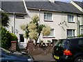 Cabbage Palm in flower, Second Avenue, Dawlish