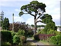 Pine and product, Manor Gardens, Dawlish