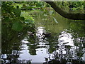 Ducks in Holywells Park