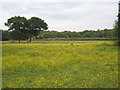 Pasture by the drive to Farmfield