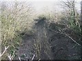 Overgrown railway cutting south of the former Llangwyllog  station