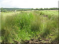 Dry drainage ditch on Walton Moor