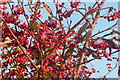 Winter berries at Heritage Loch, East Kilbride