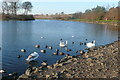 Waterfowl at Heritage Loch, East Kilbride