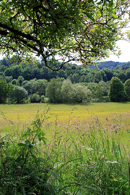 Summer Meadow © David Lally cc-by-sa/2.0 :: Geograph Britain and Ireland