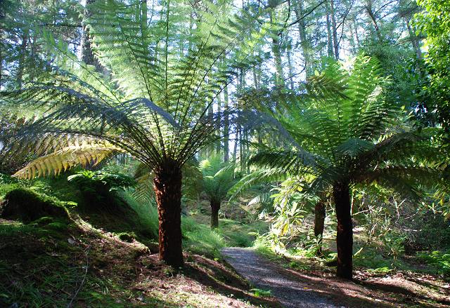 Tree fern gully, Arduaine Gardens © Patrick Mackie :: Geograph Britain ...