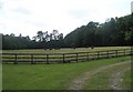 Cattle grazing south of Kings Lane