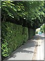 Hedge in South Road