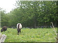 Ponies in paddock by Douglas Burn