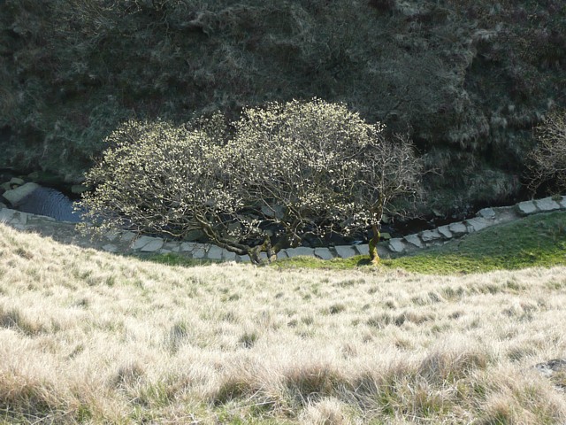 The path in the valley, Ogden Clough, Ovenden
