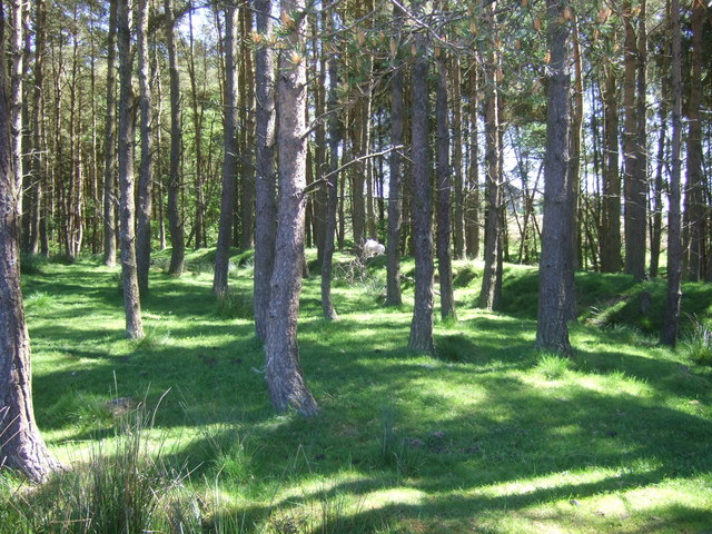 Woods at West Highridge