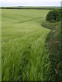 SX8043 : Barley near Frittiscombe by Derek Harper