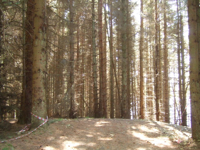 Pine trees near Kielder