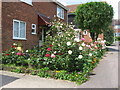 Roses on mid-Summer Day