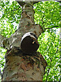 London Plane in Battishill Gardens