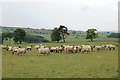 NU1315 : Sheep field south of East Bolton by Andy F