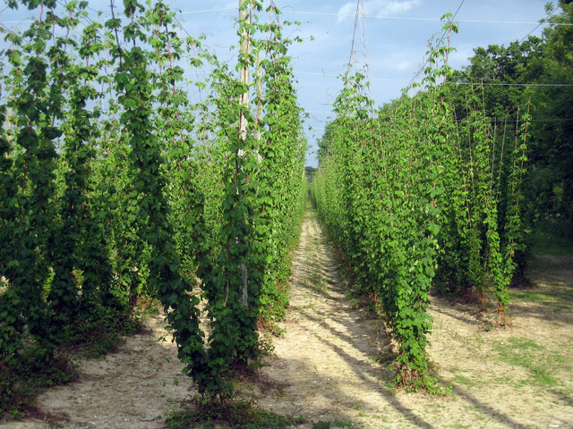 Hop Garden, Hoad's Farm - Summer... © Oast House Archive :: Geograph ...