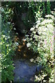 Hogweed at stream at Trerice