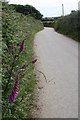 Foxgloves at Sellan Veor