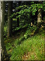 Native Woodland, Ellwyn Glen