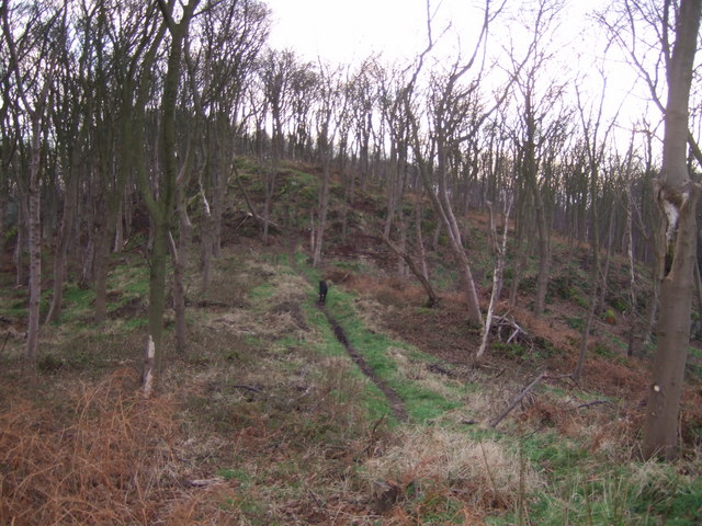 Woodland path Braefoot Plantation