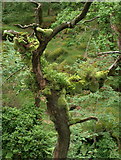 SX6162 : Epiphytes on tree above the Yealm by Derek Harper