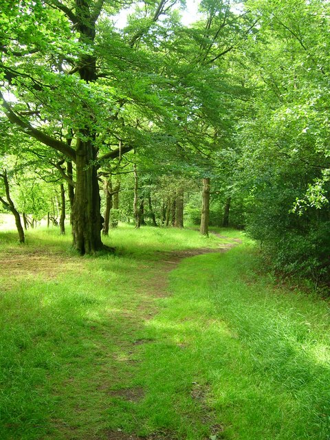 Path in Hagg Wood © John H Darch :: Geograph Britain and Ireland