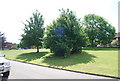 Trees on an open space in Summervale Rd