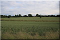 Fields between Hutton and Mountnessing