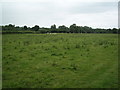 Pasture land by the River Usk