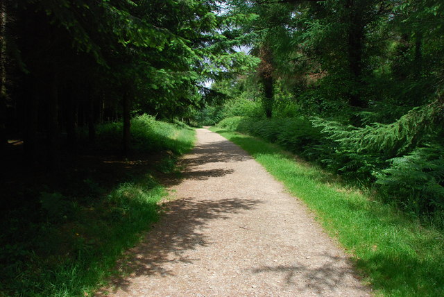 Cann Woods Footpath © jeff collins cc-by-sa/2.0 :: Geograph Britain and ...