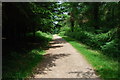 Cann Woods Footpath