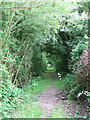 A hedge-lined path