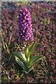 Northern Marsh Orchid (Dactylorhiza purpurella), Baltasound