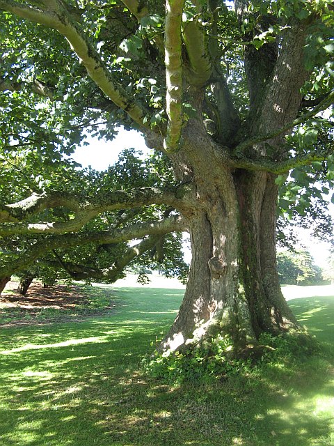 Sycamore tree, Dunglass Collegiate... © Richard Webb cc-by-sa/2.0 ...