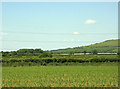 2009 : Field of maize near Rowde Manor Farm