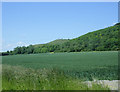 2009 : Wheatfield on Roundway Hill