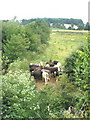 Pasture land, near the River Creedy