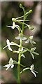 NJ3265 : Lesser Butterfly Orchid (Platanthera bifolia) by Anne Burgess