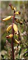 NJ3265 : Coralroot Orchid (Corallorhiza trifida) by Anne Burgess