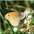 Meadow Brown (Maniola jurtina)