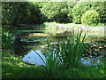 Pond on Derby Green