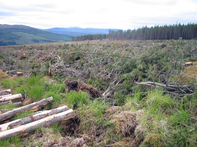Cleared sector in the Garbat Forest