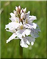 NJ3136 : Heath Spotted Orchid (Dactylorhiza maculata) by Anne Burgess
