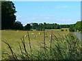 A field with sheep, Durley