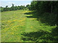 Footpath beside Walk Wood