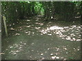 Footpath junction on Bridleway in Badgin Wood