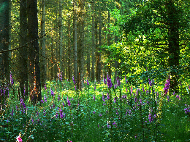 Foxgloves and pines, Savernake Forest © Brian Robert Marshall cc-by-sa ...